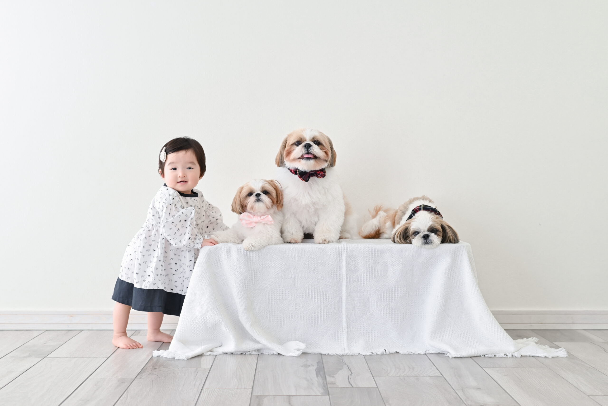 1歳のお誕生日記念に3匹の犬と一緒に撮影